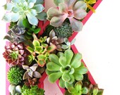 Succulent Monogrammed Planter Box As Seen In Southern Living Christmas at Home