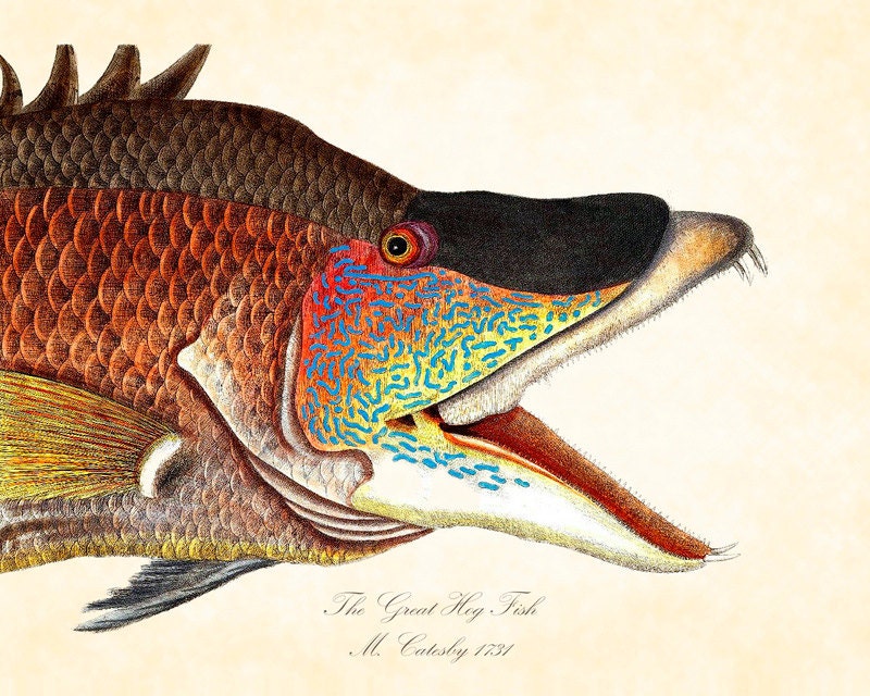 Burberry Hogfish