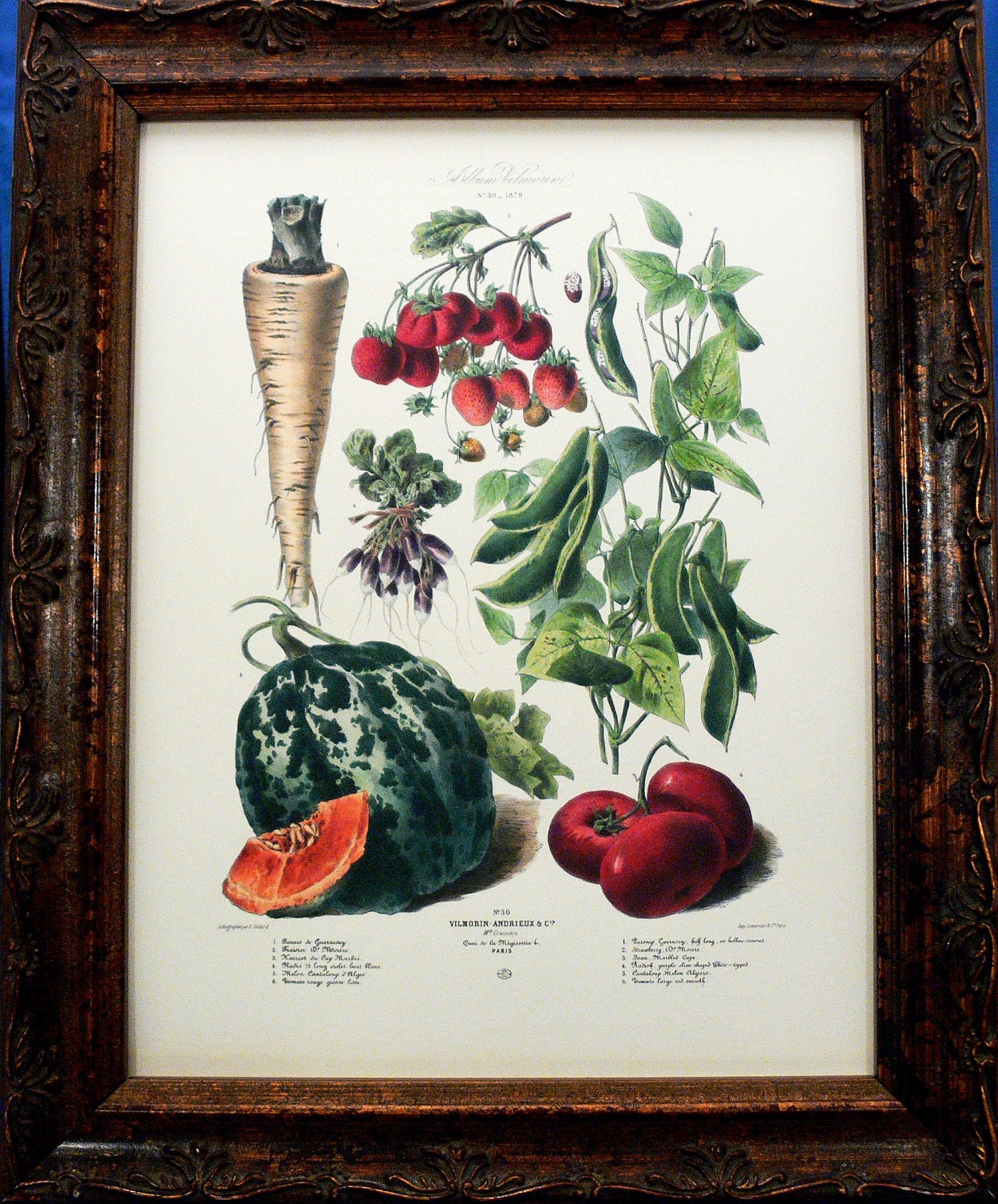 Vegetable Art No.30 from 1879 Art Print on Ivory Cotton Paper