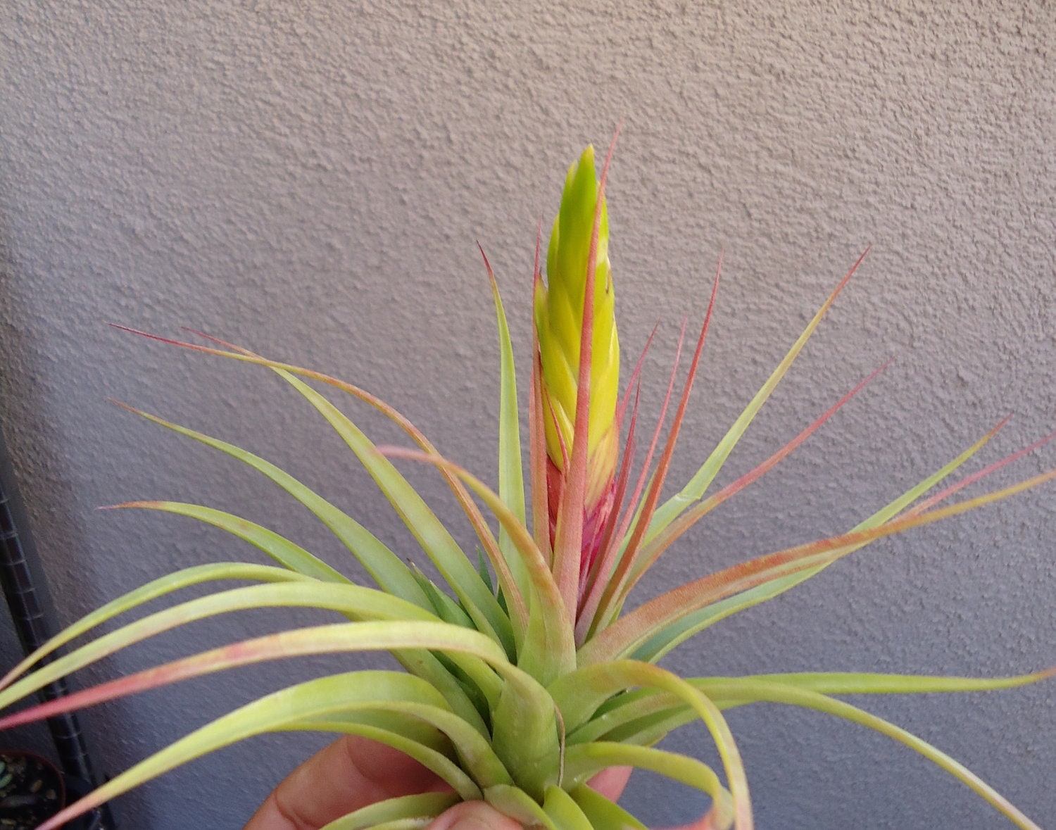 Tillandsia Concolor 4-6" Air Plants