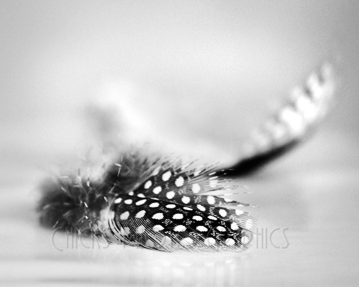 Black & White Feathers Photo, Print, Collection, Turkey, Wild, "A Study in Feathers No3"