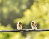 SHIPS IMMEDIATELY.  Baby Birds Photo, Two Birds on Wire, Nature Photography, 8x10 Juvenile Print, Nursery Art, Green, Brown