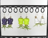 Air Plant Earrings - Assorted Colors - Unique Gifts under 20
