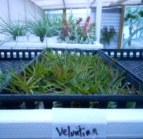 Tillandsia Air Plant -Veluntina Flowering Plant with Soft Leaves. Great Gift. Easy Care. Start your Collection Today.