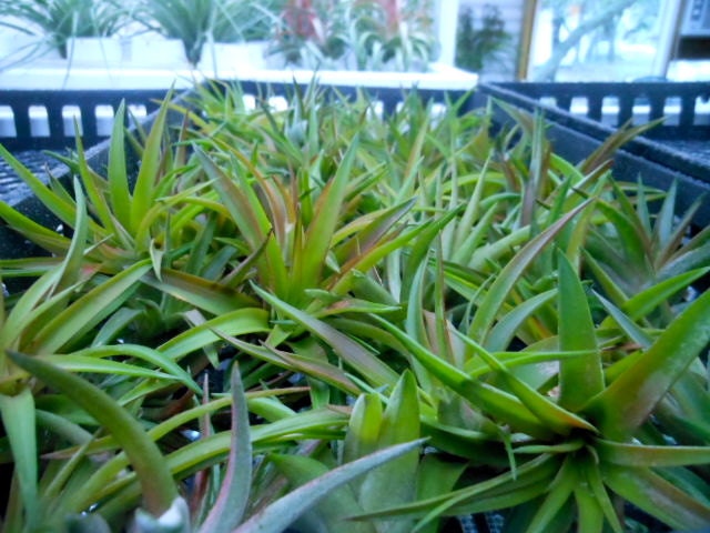 Tillandsia Air Plant -Veluntina Flowering Plant with Soft Leaves. Great Gift. Easy Care. Start your Collection Today.