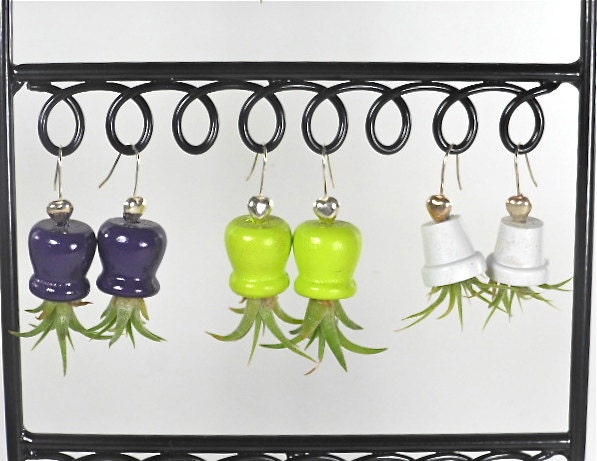 Air Plant Earrings - Assorted Colors - Unique Gifts under 20