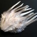 White Variant Feathers for Crafts or Hair, Grey and White Craft Feathers