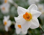 White Daffodil 8x10 Fine Art Photography Shabby Chic Narcissus Yellow Orange Green Flower Spring Cottage Home Decor Wall Art