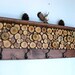 Coat Rack with Maple Wood Slices and Shelf Rustic