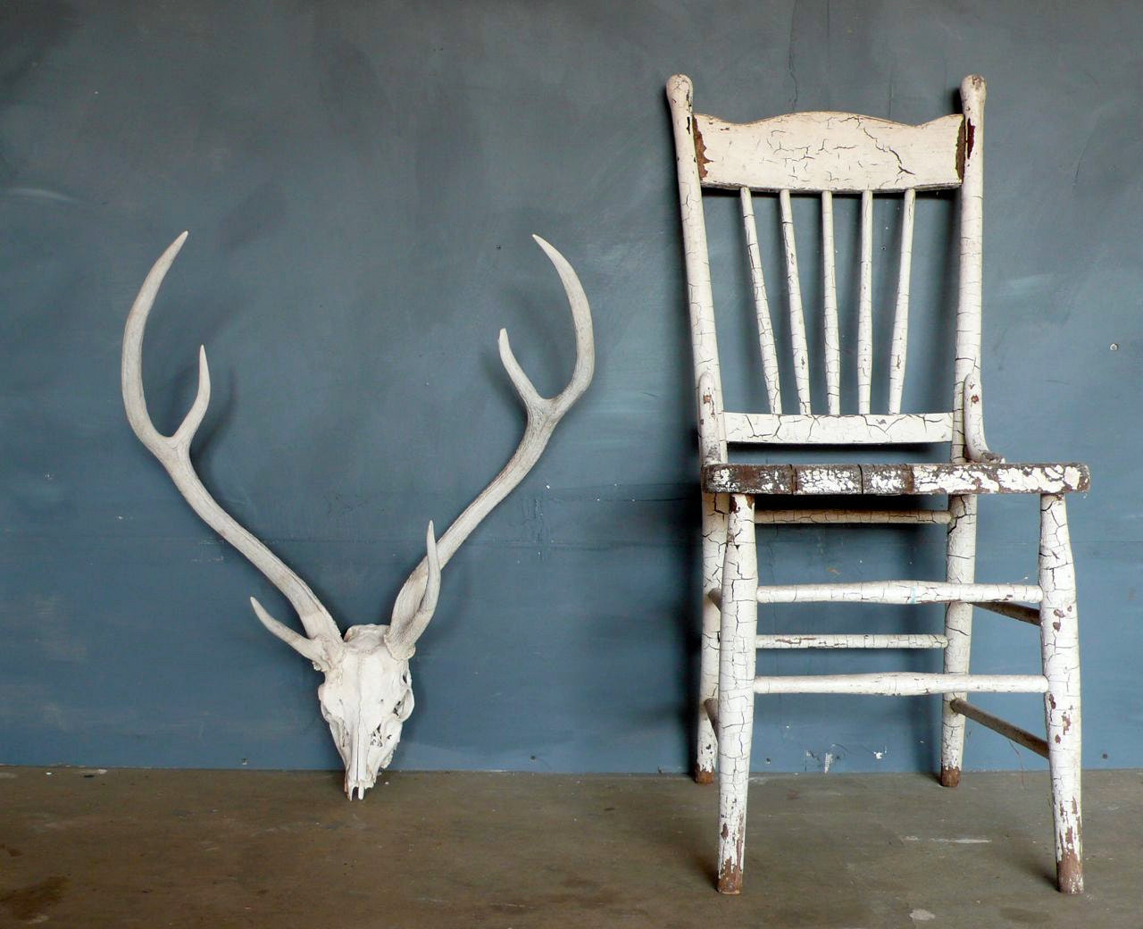 Huge Axis Deer Skull with Antlers (C).
