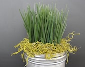 Wheat Grass in Silver Mason Jar