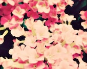 Flowers - 8x10 photograph - fine art print  summer time art - gifts for women - nature art - summer flowers