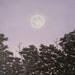 Sunset Moon Painting, Original Landscape Painting, Evening Sky, Sunset Moon and Trees, Night Sky Painting, Lavender, Black, Acrylic, 12 X 18