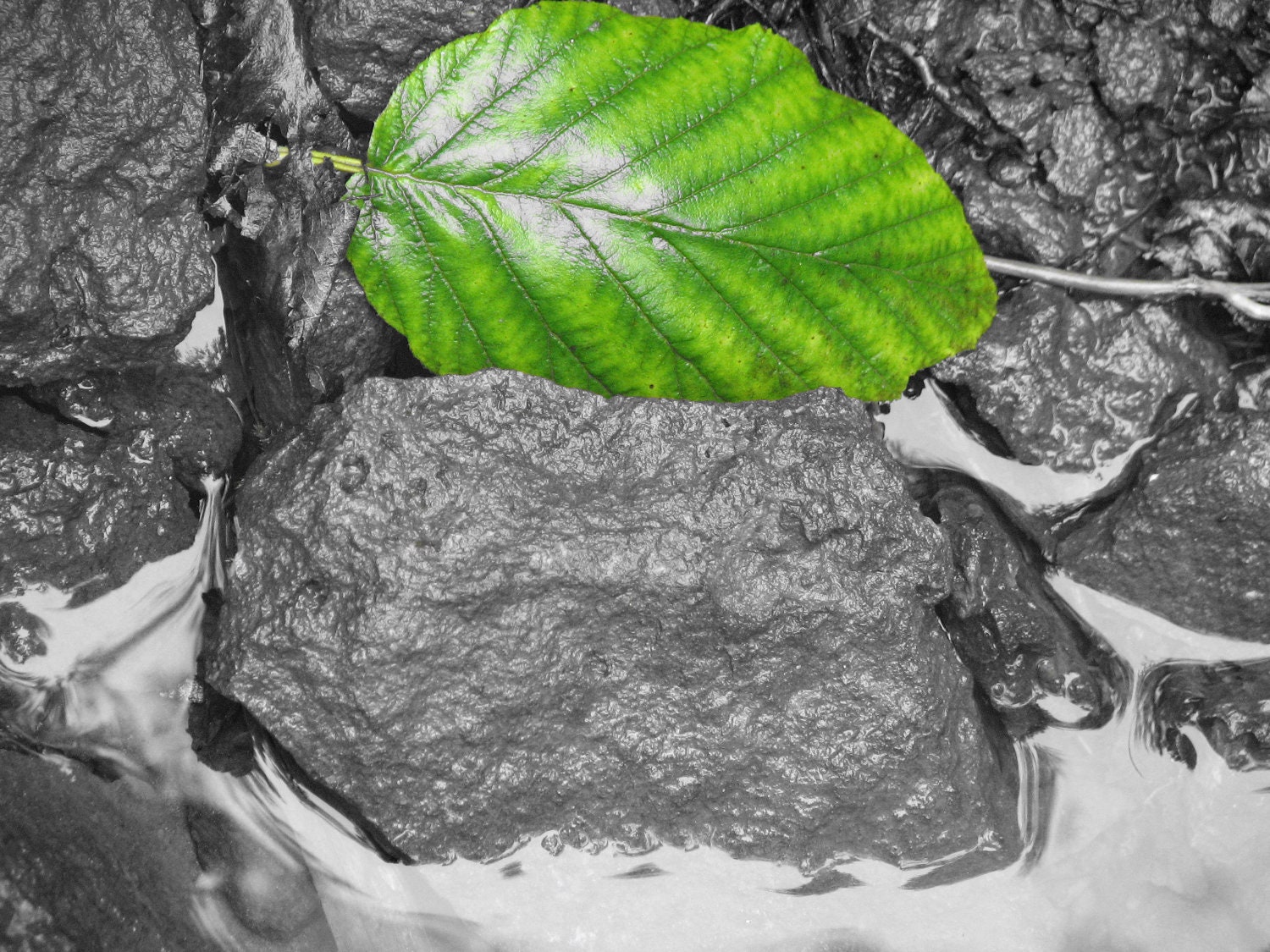 Fallen Leaf - VersatilePhotography