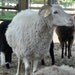 Fleece Futures: Reserve 1 lb raw wool fleece from this Navajo-Churro Sheep for spinning, felting, doll hair, fiber crafts