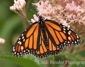 Monarch Butterfly, 5x7 Fine Art Photography, Butterflies - CindiRessler