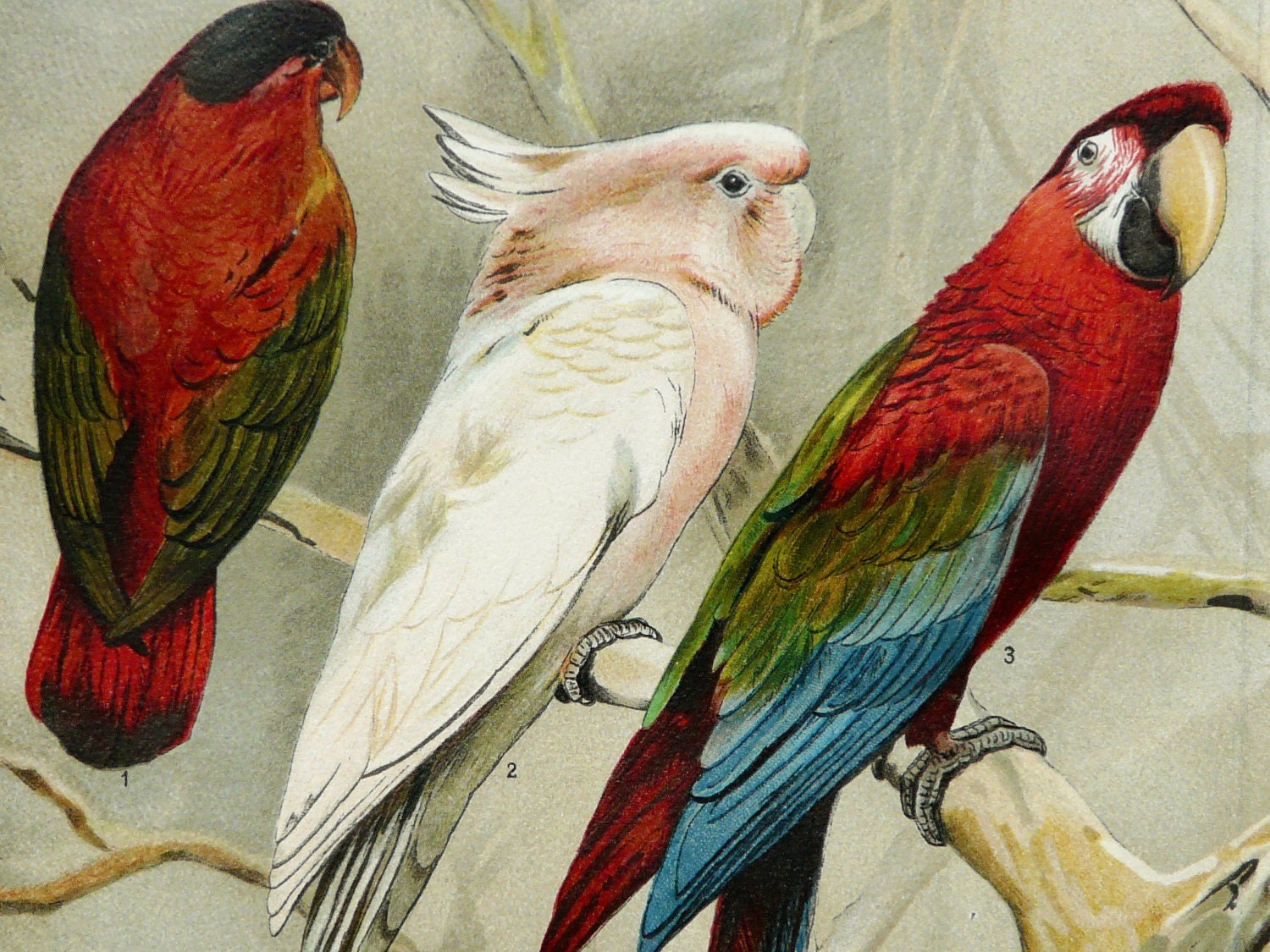 1894 Antique fine lithograph of different species of PARROT, LORY, COCKATOO, Parakeet, Budgerigar. 118 years old gorgeous print.