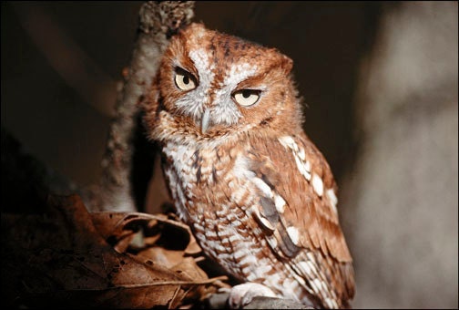 Maine Art Photography, Nature Photography, Wildlife, Raptor Owl Photography " Screech in the Morning " by Hal Hagy (all rights reserved)