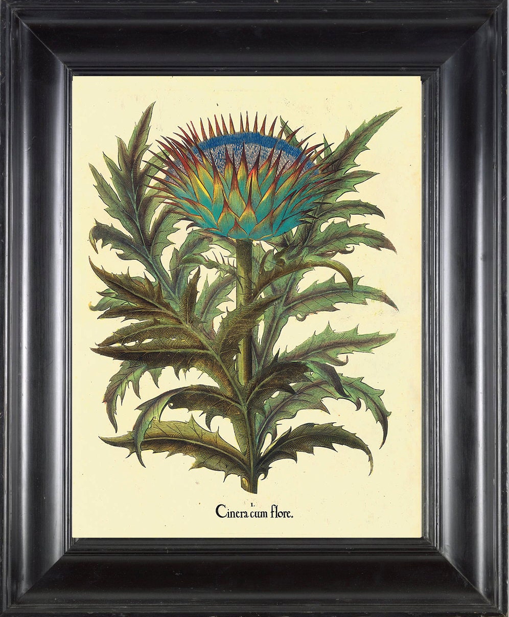 BOTANICAL PRINT Besler 8x10 Botanical Art Print 16 Beautiful Large Wildflower Flower with Antique Writing Spring Garden Wall Decor Picture