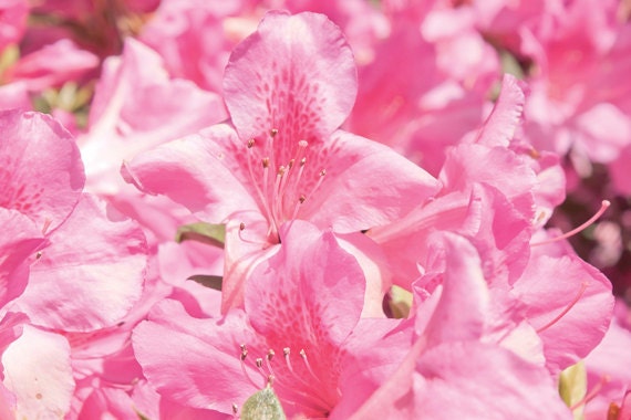 All Pink Flowers