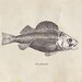 Fish Drawing Print European Perch Vintage Illustration Perca fluviatilis
