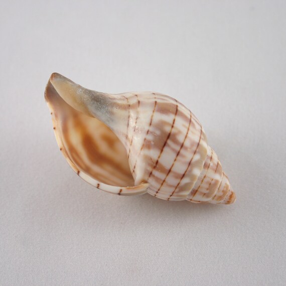 1 Banded Tulip Snail Sea Shell From the by SteveSellsSeaShells