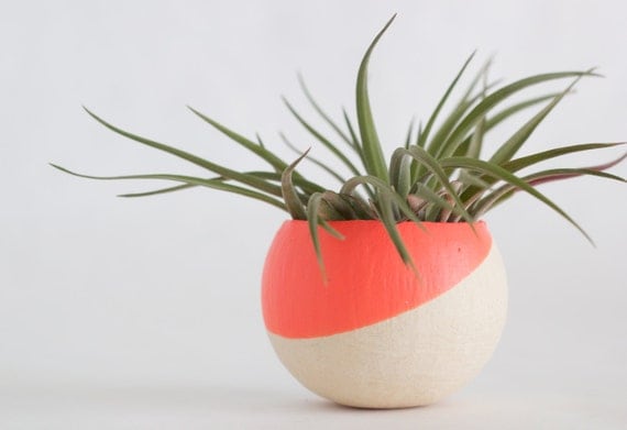 Melon Pod with Velutina Air Plant