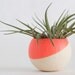 Melon Air Plant Pot with Air Plant