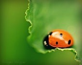 Nature Photography - Sleeping Ladybug - fine art print - 8 x 10 - macro insect leaf green orange black home decor