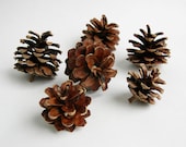 50 SCOTCH PINE CONES Rustic Woodland Country Cabin DÃ©cor Natural Craft Supplies - EarthBeauties