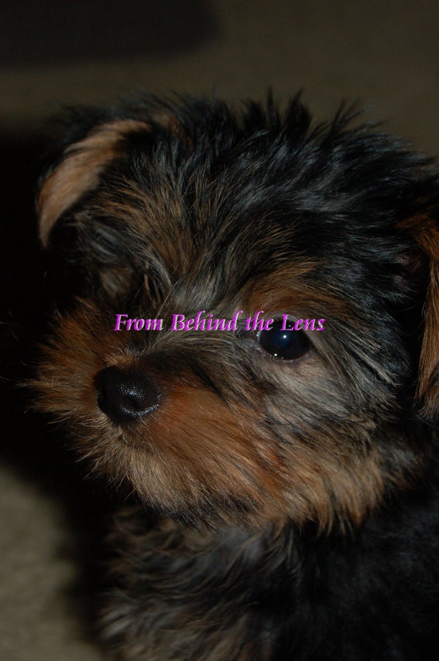 Animal Photos Ducks Dog Deer and More Your Choice of One of 5 Different 8x10 Glossy or Lustre Prints