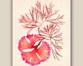 Red Seaweed Artwork Print, LARGE PRINT 11'X14',  Pressed seaweed Art, Marine Wall Decor, Sea Grass Ocean, Nautical art
