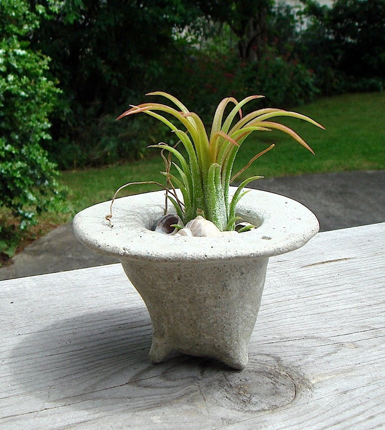 ZEN Mini Concrete Planter Terrarium with Fuego Air Plant by MyZen