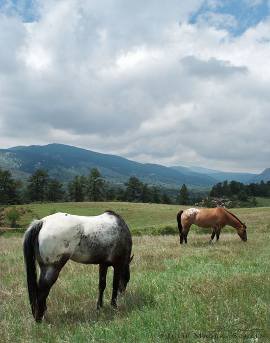 Western Horse Photo -Mountain Landscape -Appaloosa Horse -Horse Lover -Country Western Decor -11x14 Colorado Fine Art Photograph