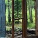 Pictures of Abandoned Buildings -Forest Photography -8x10 Print -Cabin in the Woods -Abandoned House -Gifts for Men -Colorado Photography
