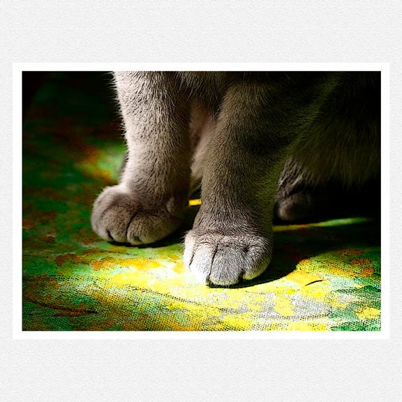 Cat Photography, spring green, cat paws,  Cat Painting fine art photography print 8x10