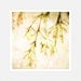 Wedding Decor photography, white berries, pale green, Antique Wedding, nature fine art photography print 8x8