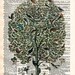 Vintage Dictionary Print - Tree of Birds - Vintage Book Art Print - Woodland Natural History Upcycled Book Art