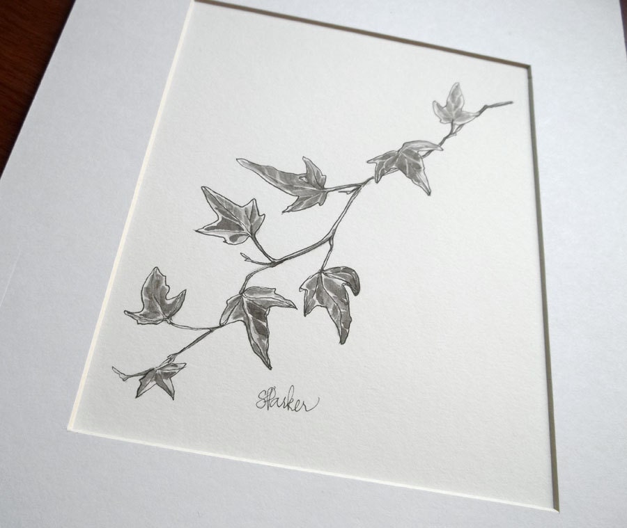 Ivy botanical drawing // black and white art // nature art // English ivy drawing // minimalist art