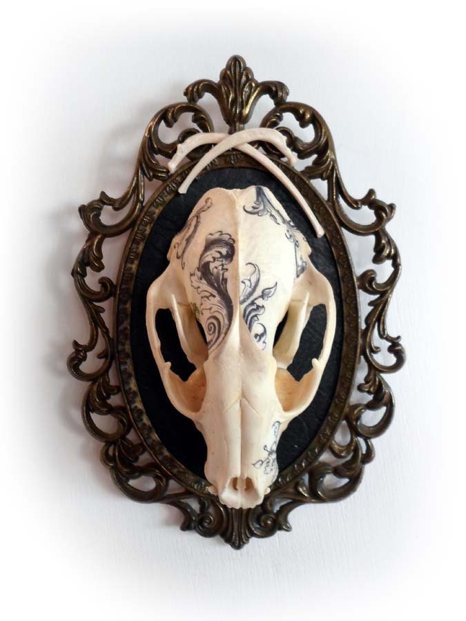 Illustrated Skull- genuine raccoon skull mounted & framed