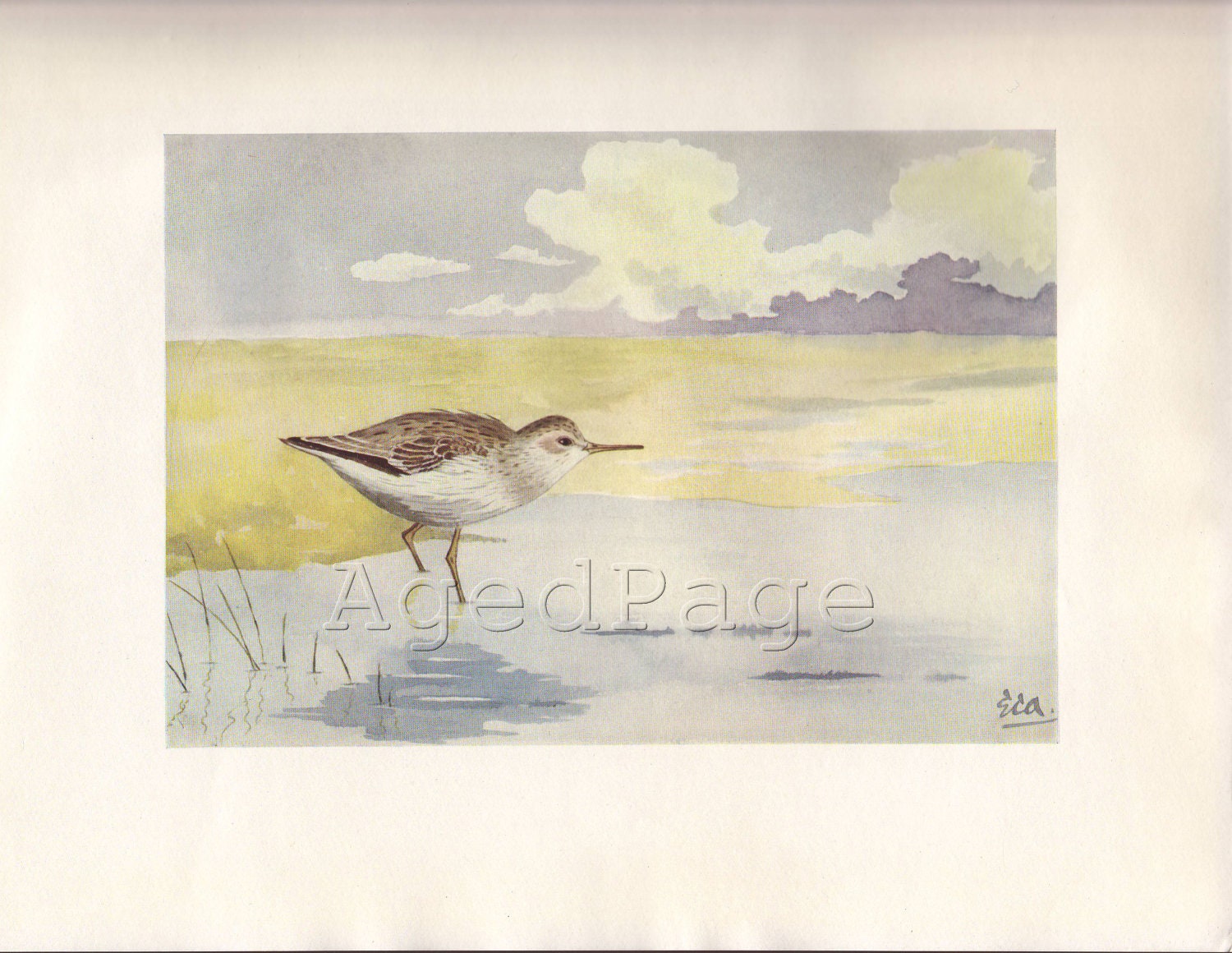 Vintage Bird Print, 1924 Antique Watercolor Art Illustration, British Shorebird, Beach Wall Decor, Temminck's Stint
