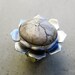 Sand Dollar in the Lotus Flower, Adjustable Ring, Namaste, Mixed Metal, One of a Kind, Handmade, Bohemian, Gypsy, Beach, Spiritual Statement