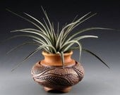 Stoneware Tilly Pot (tm) (5102) and Vernicosa Air Plant
