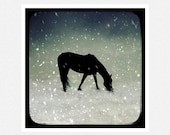 Horse Photography, black and white, snow, Cold Snow, fine art photography print 8x8