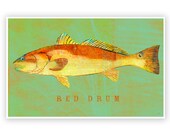 Red Drum Art Print - Saltwater Fish Art - 8" x 12" - Fish Decor- Beach Home Decor- Sea Life Art Prints- Fish Gifts - Fathers Day Gift