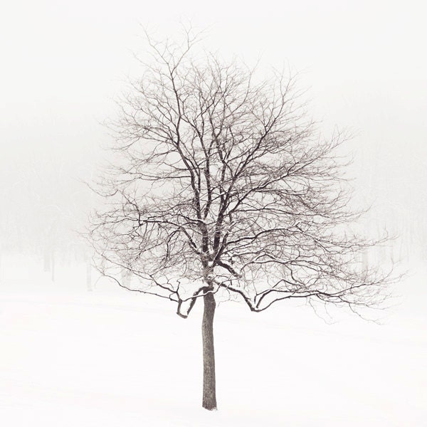 Winter Photograph, Lone Tree in Snow, Landscape Photography, Bare Branches, Fine Art Print, Minimal Wall Decor - Winter Solstice