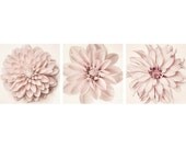 8x8 Dahlia Art Print Set, Flower Wall Art Set, Minimalist Photography, Floral Art Prints, Botanical Photos, Pale Pink Artwork, Simple Art