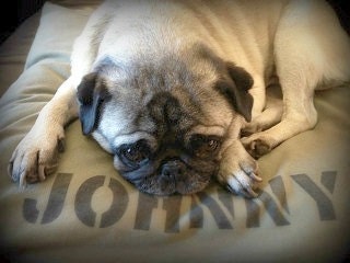 SM 19x25 Dog Bed, Cat Bed, Pet Bed Duvet Cover - MANY canvas colors - Use one standard pillow as stuffing
