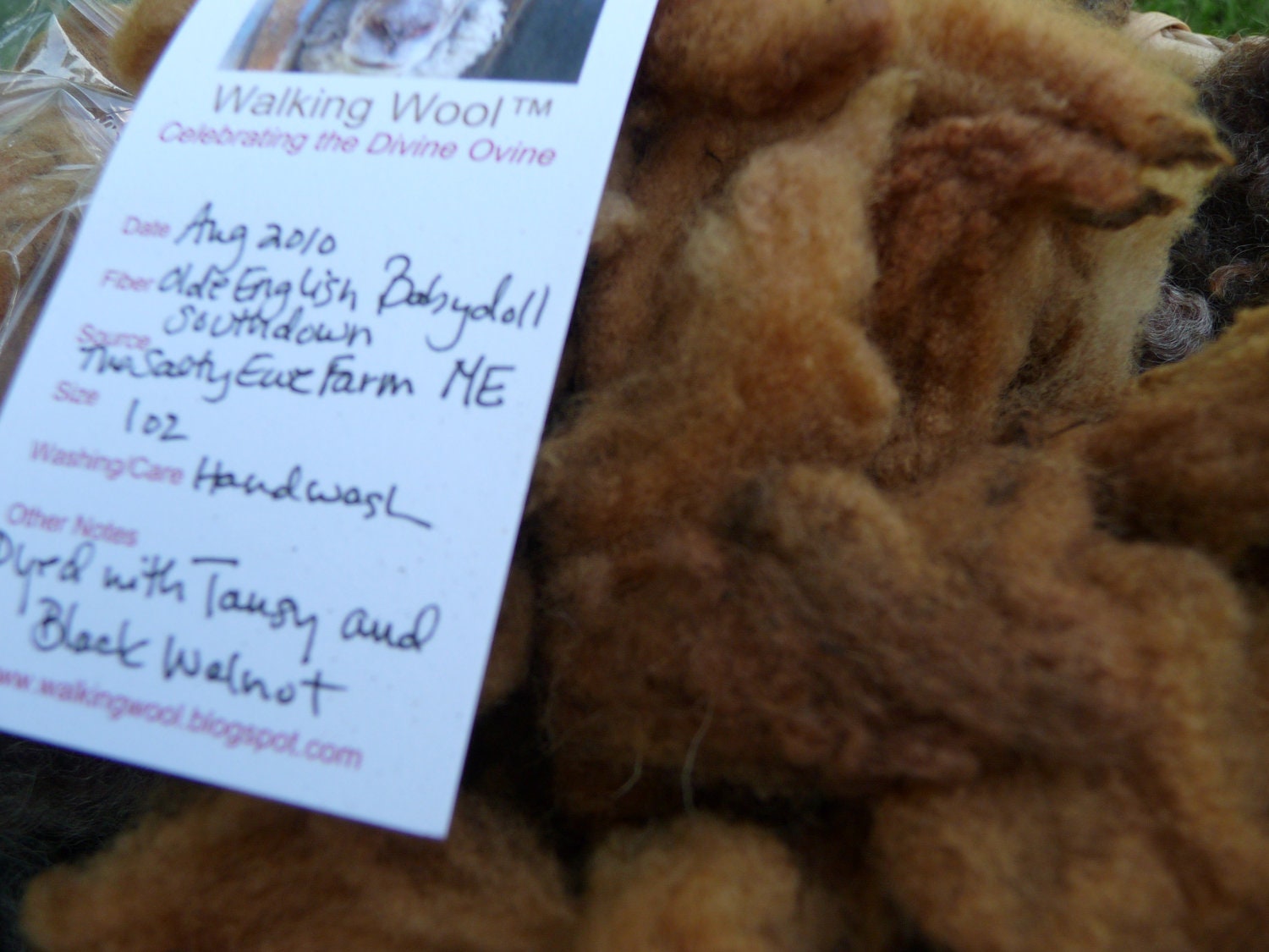 Natural Organic Dye Hand Dyed Sheep Wool Fleece for Fiber Art, 1 oz., Tansy and Black Walnut on Olde English Babydoll Southdown