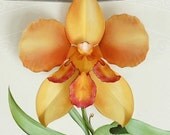 orange tiger orchid flower pop up card